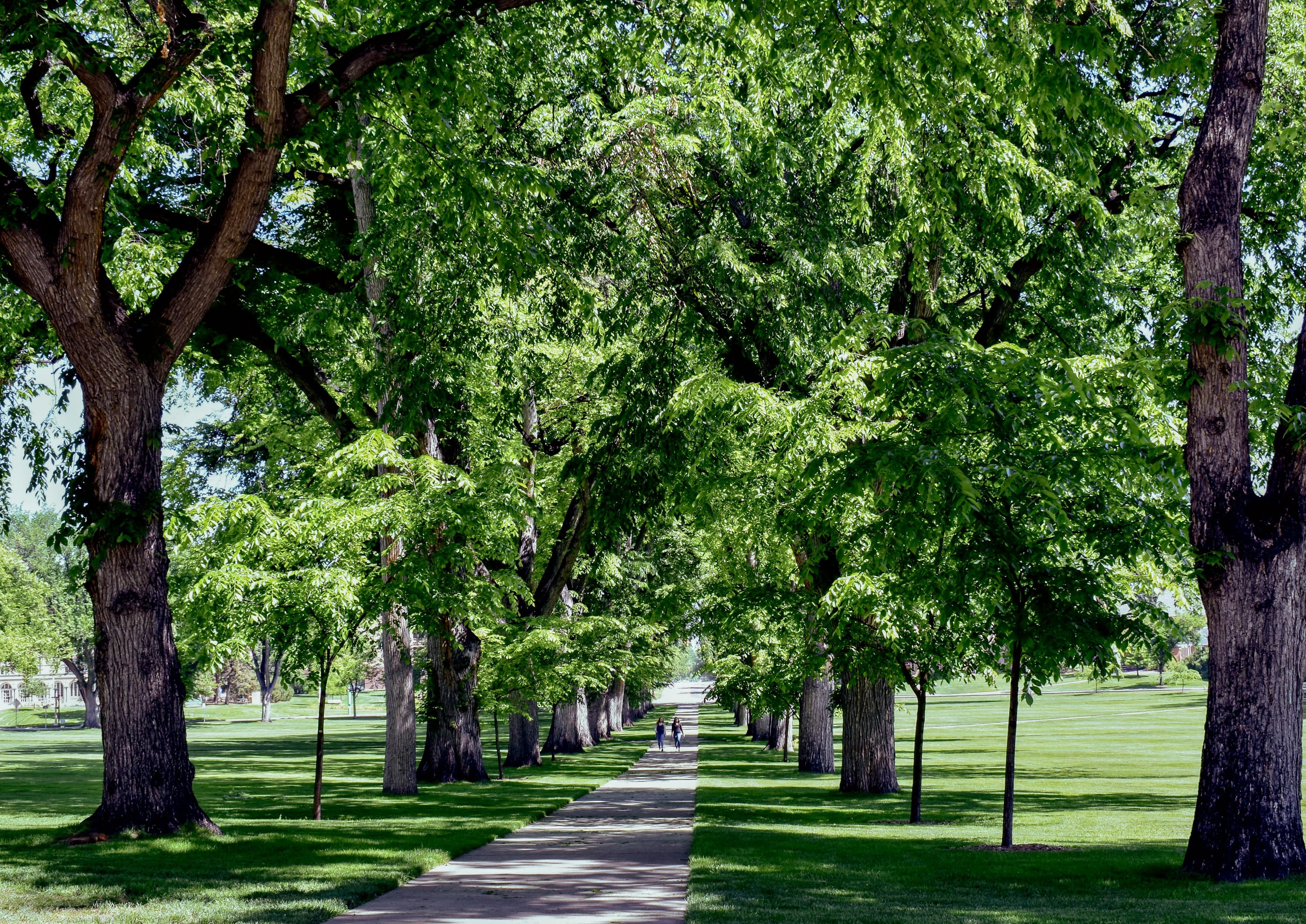 Tree-lined campus walkway leading toward a university building