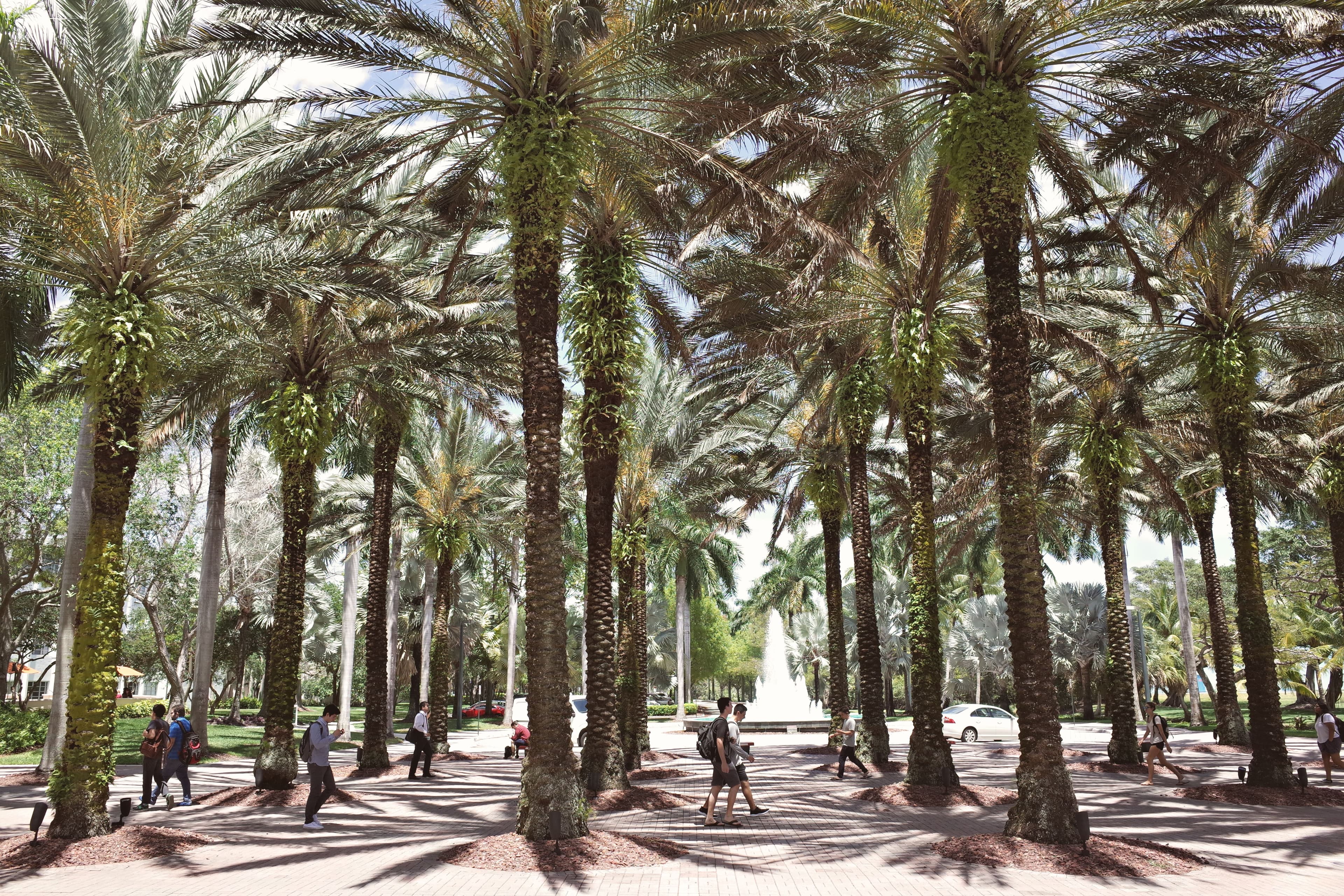 College students gathered together outdoors on a sunny campus lawn